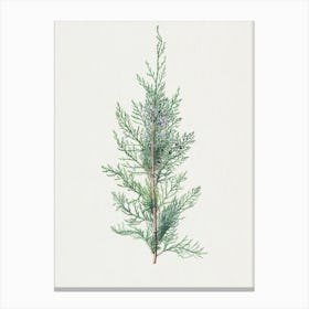 Juniper Branch Canvas Print