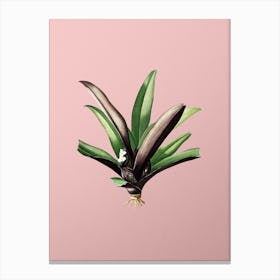 Vintage Boat Lily Botanical on Soft Pink n.0786 Canvas Print