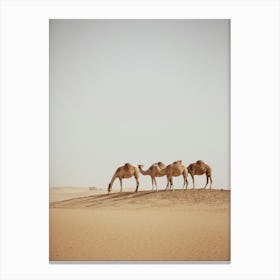 Caravan of Camels One eating- Al Wathba Abu Dhabi UAE photo print - moody animal photography art Art Print Canvas Print