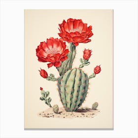 Vintage Cactus Illustration Devils Tongue Cactus Canvas Print