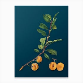 Vintage Apricot Botanical Art on Teal Blue n.0001 Canvas Print