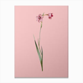 Vintage Sword Lily Botanical on Soft Pink n.0334 Canvas Print