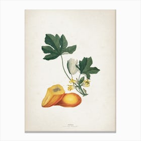 Vintage Ehret 2 Papaya Canvas Print