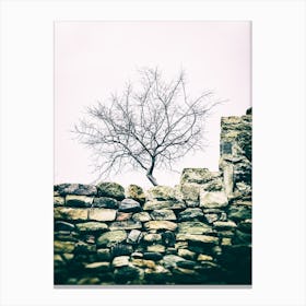 The Tree On The Wall Canvas Print