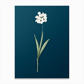 Vintage Ixia Maculata Botanical Art on Teal Blue n.0028 Canvas Print