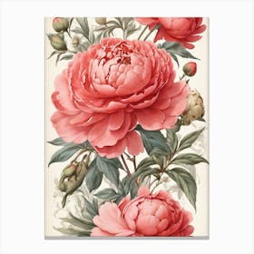 Pink Peonies 1 Canvas Print