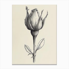 English Rose Blooming Line Drawing 3 Canvas Print