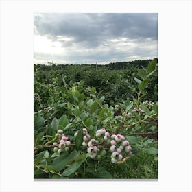 Blueberry Field Canvas Print