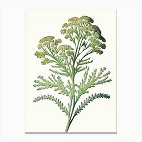 Yarrow Wildflower Vintage Botanical 2 Canvas Print