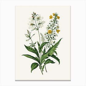 Vintage Botanical Galleria Style Wildflower Painting 26 Canvas Print