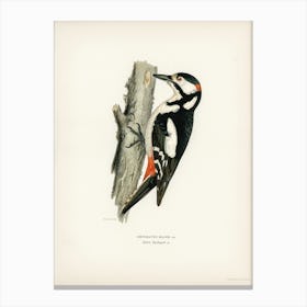 Great Spotted Woodpecker Male (Dryobates Major), The Von Wright Brothers Canvas Print