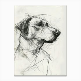 Kuvasz Dog Charcoal Line 1 Canvas Print