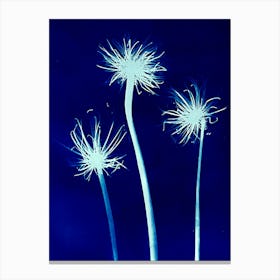 Dandelion 3 Canvas Print