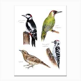 Woodpecker Birds Brown Canvas Print