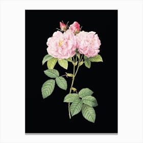 Vintage Italian Damask Rose Botanical Illustration on Solid Black n.0917 Canvas Print
