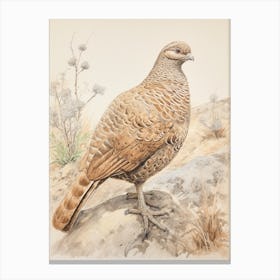 Vintage Bird Drawing Grouse 2 Canvas Print
