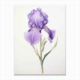 Irises Flower Vintage Botanical 2 Canvas Print