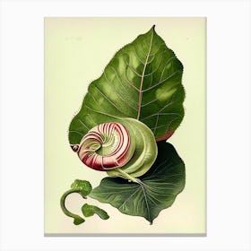 Garden Snail Eating A Leaf 1 Botanical Canvas Print