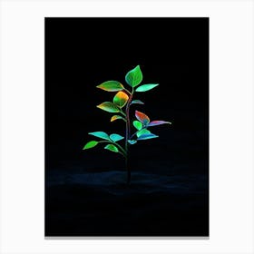 Plant In The Dark 17 Canvas Print