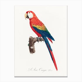 Ara Canga From Natural History Of Parrots, Francois Levaillant Canvas Print