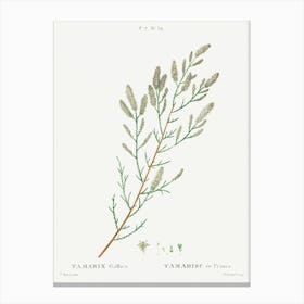 French Tamarisk, Pierre Joseph Redoute Canvas Print