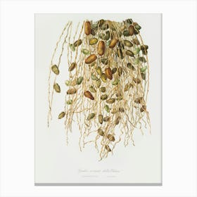 Normal Spadice Of The Palm (Phoenix Dactylifera) From Pomona Italiana (1817 1839), Giorgio Gallesio Canvas Print