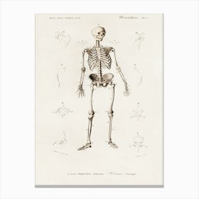 Human Skeleton, Charles Dessalines D' Orbigny Canvas Print
