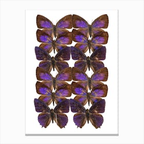 Two Rows Purple Butterflies Canvas Print
