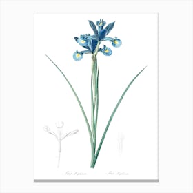 Spanish Iris Illustration, Pierre Joseph Redoute Canvas Print