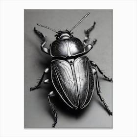 Beetle 1 Canvas Print