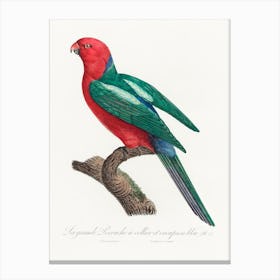 The Australian King Parrot From Natural History Of Parrots, Francois Levaillant Canvas Print