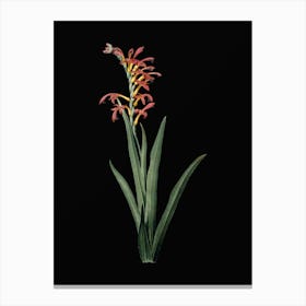 Vintage Antholyza Aethiopica Botanical Illustration on Solid Black Canvas Print
