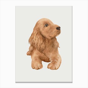 Cocker Spaniel Canvas Print