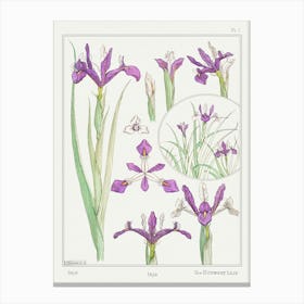 Iris From The Plant And Its Ornamental Applications (1896), Maurice Pillard Verneuil Canvas Print