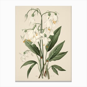Yukiyanagi Snowdrop 2 Vintage Japanese Botanical Canvas Print