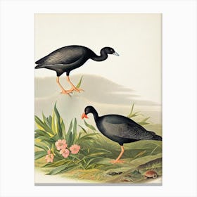 Coot James Audubon Vintage Style Bird Canvas Print