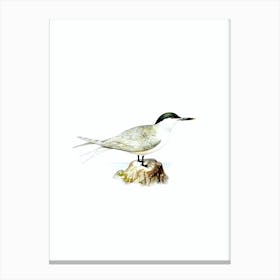 Vintage Sandwich Tern Bird Illustration on Pure White n.0074 Canvas Print