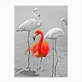 Flamingos 2 Canvas Print