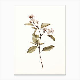 Cinnamon Vintage Botanical Herbs 2 Canvas Print