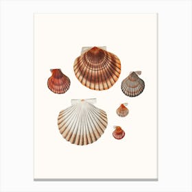 Seashells Poster Canvas Print