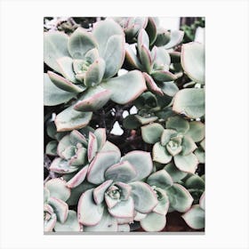 Succulents Canvas Print