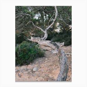 Grey Tree // Ibiza Nature Photography Canvas Print