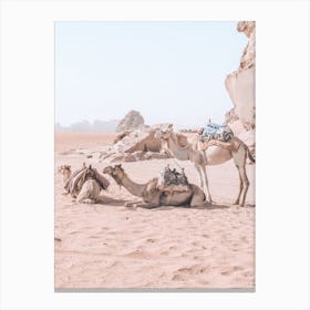 Camel Travel Canvas Print