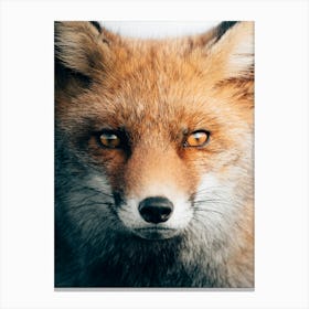 Red fox with a deep look into your soul Canvas Print