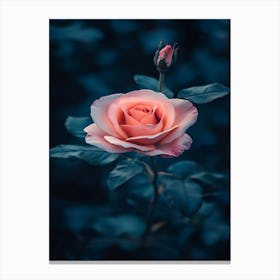 Pink Rose 58 Canvas Print