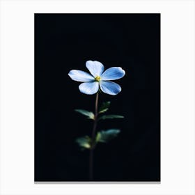 Single Flower Canvas Print