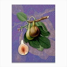 Vintage Fig Botanical Illustration on Veri Peri n.0056 Canvas Print