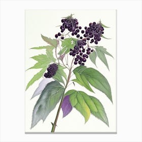 Elderberry Herb Pencil Colour Canvas Print