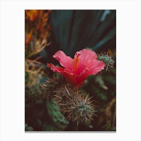 California Bloom Ii Canvas Print