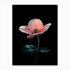 Pink Anemone Flower Canvas Print